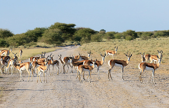 Central Kalahari