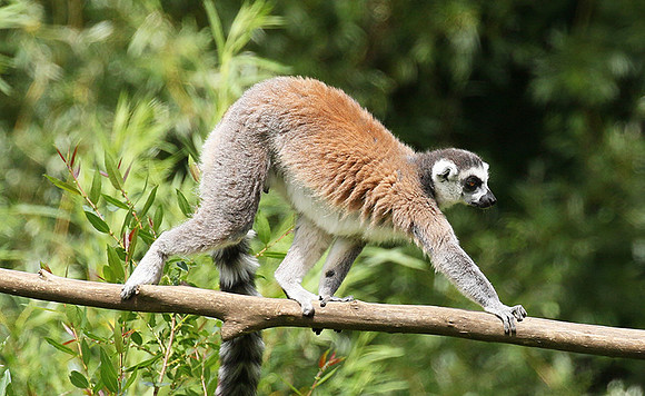Lemur maki catta - Parc animalier de Ste Croix