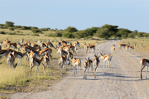 Central Kalahari