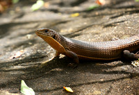 Meru NP