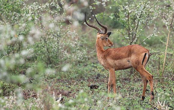 Meru NP