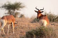 Nairobi National Park