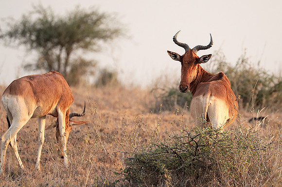 Nairobi National Park