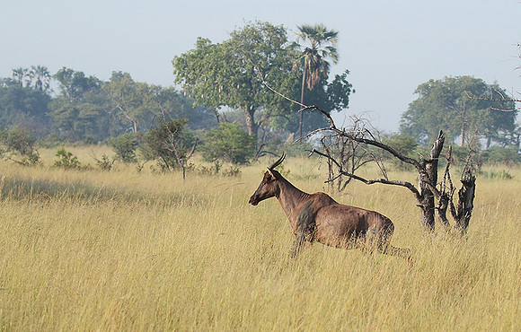 Delta of Okavango