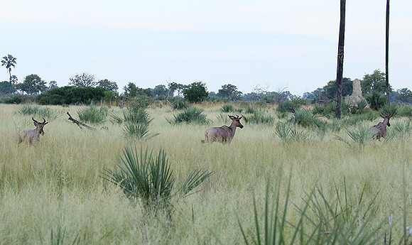 Delta of Okavango