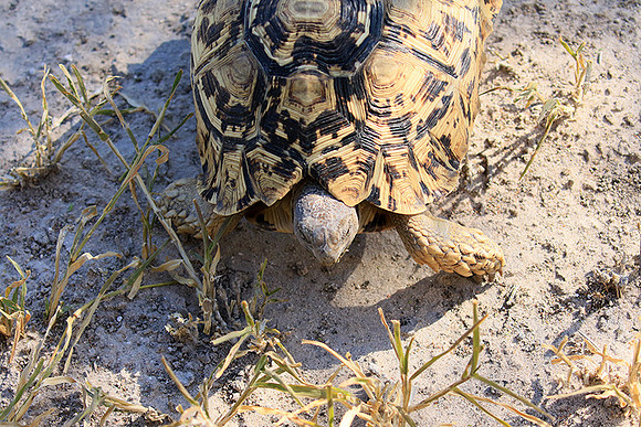 Leopard tortoise - Central Kalahari