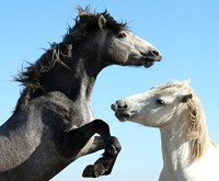 Horses
