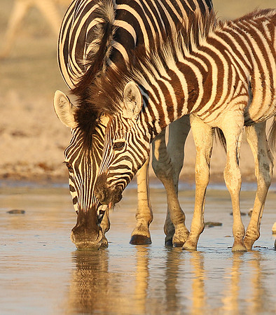 Makgadikgadi
