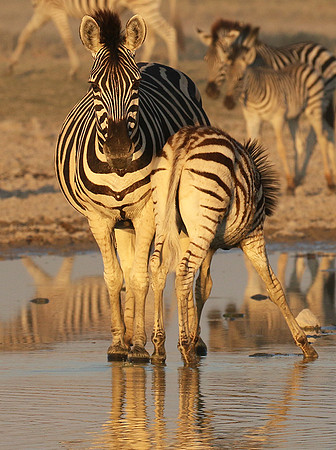 Makgadikgadi