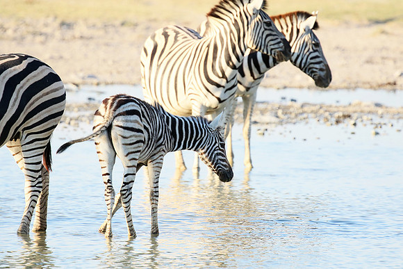 Makgadikgadi