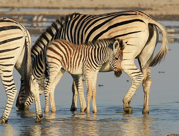 Makgadikgadi