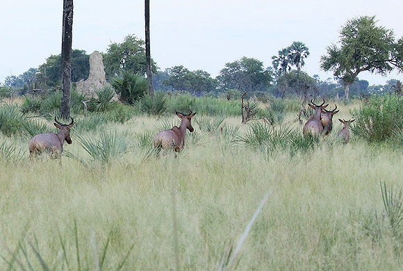 Delta of Okavango
