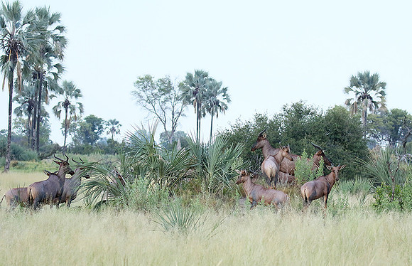 Delta of Okavango