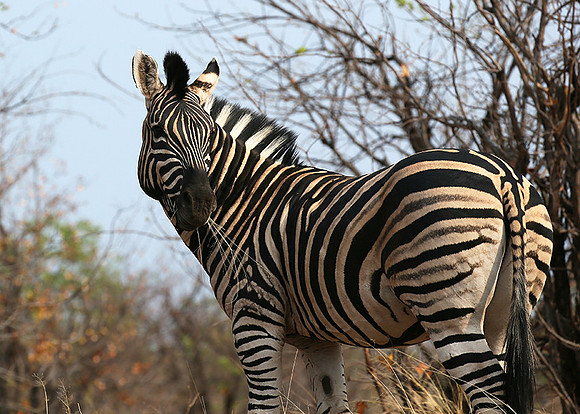 Zebra at Mashatu game reserve