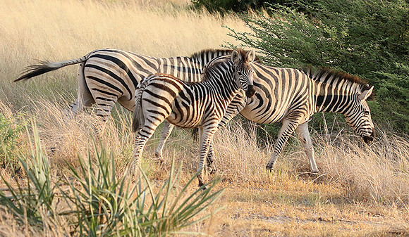 Moremi game reserve