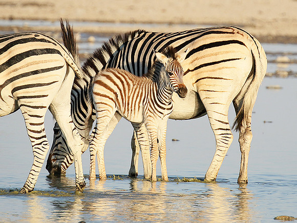 Makgadikgadi