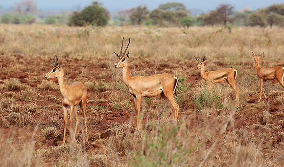 Meru NP