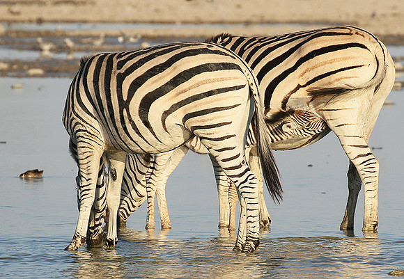 Makgadikgadi