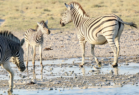 Makgadikgadi