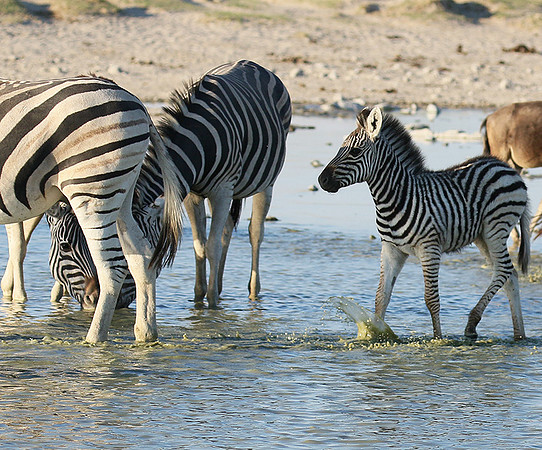 Makgadikgadi