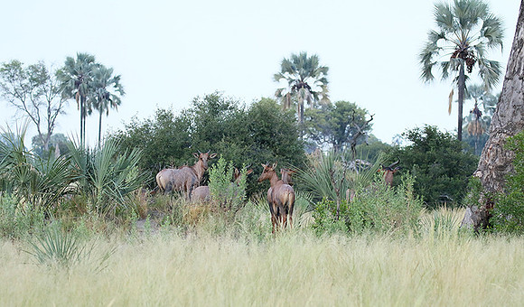 Delta of Okavango