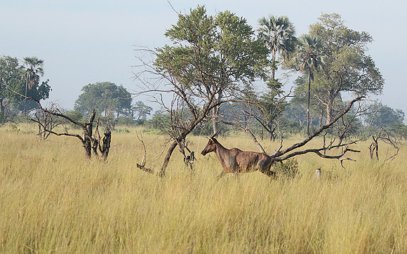Delta of Okavango