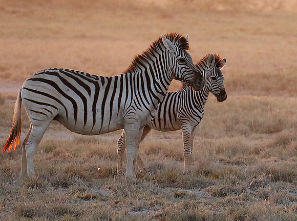 Makgadikgadi