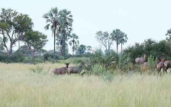 Delta of Okavango