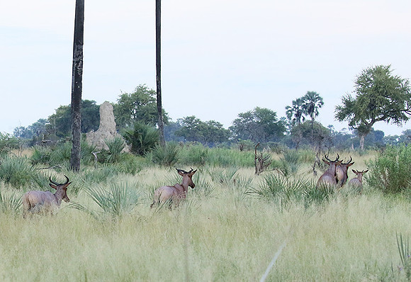 Delta of Okavango