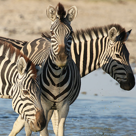 Makgadikgadi