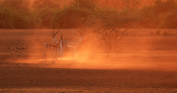 South Rift Valley - sunset in the dust