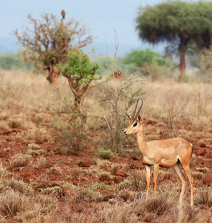 Meru NP