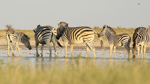 Makgadikgadi