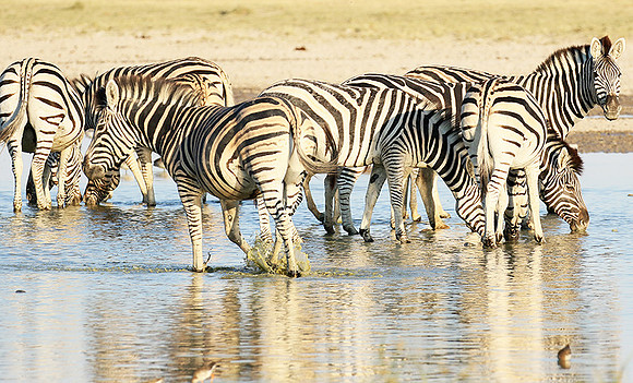 Makgadikgadi