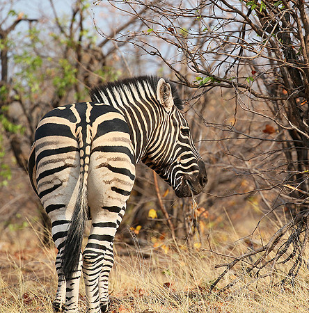 Zebra at Mashatu game reserve