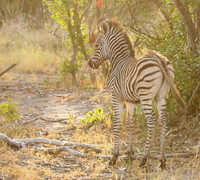 Moremi game reserve