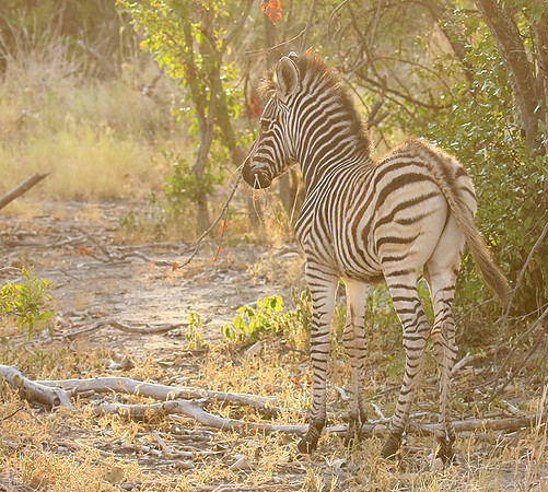 Moremi game reserve