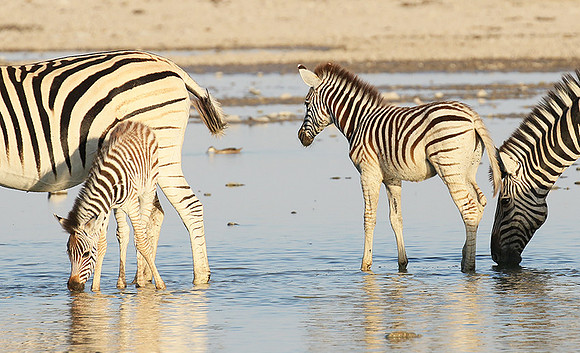 Makgadikgadi