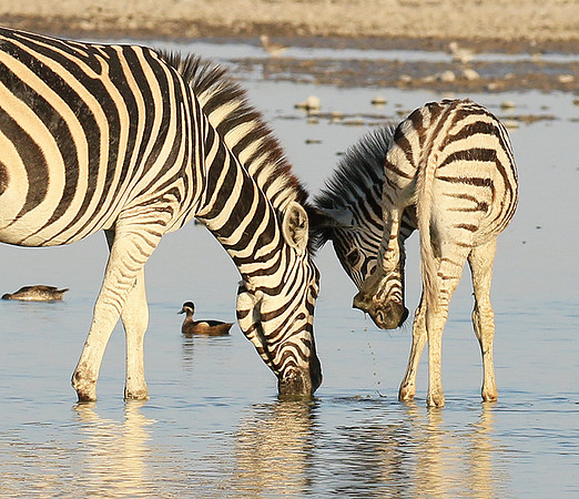 Makgadikgadi