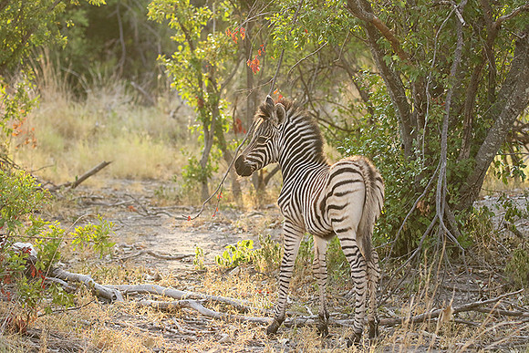 Moremi game reserve