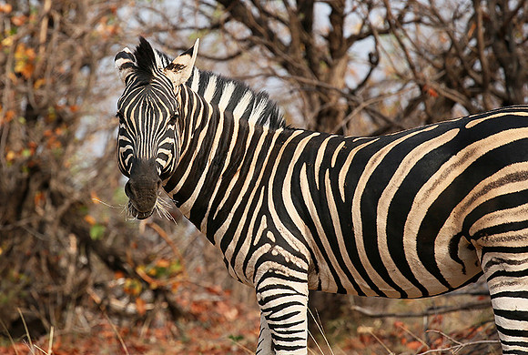 Zebra at Mashatu game reserve