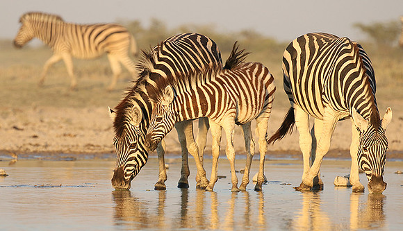 Makgadikgadi