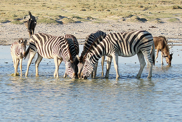 Makgadikgadi