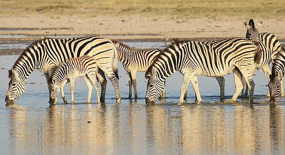 Makgadikgadi