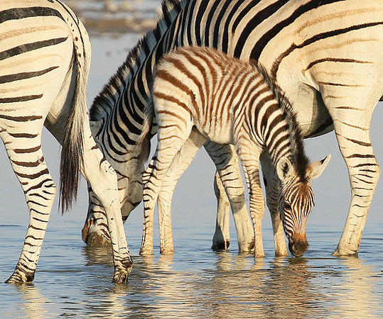 Makgadikgadi