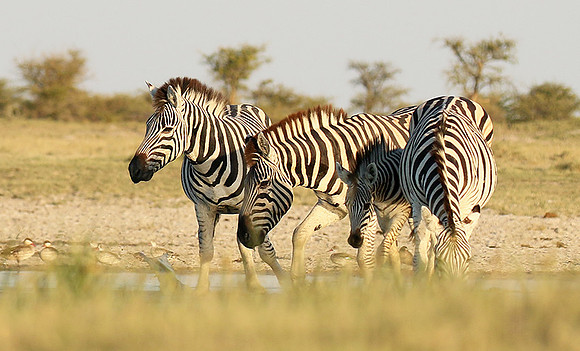 Makgadikgadi