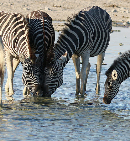 Makgadikgadi