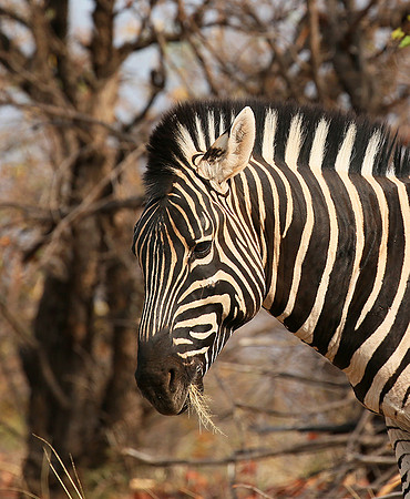 Zebra at Mashatu game reserve