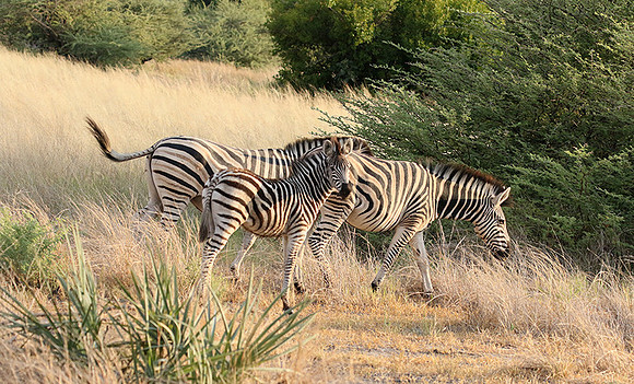 Moremi game reserve