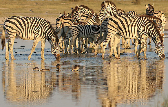 Makgadikgadi